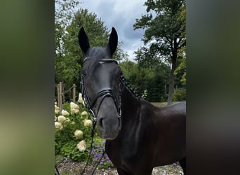 Oldenburger, Wallach, 6 Jahre, 168 cm, Rappe