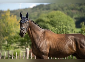 Oldenburger, Wallach, 6 Jahre, 168 cm, Rappe