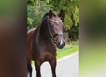 Oldenburger, Wallach, 6 Jahre, 168 cm, Rappe