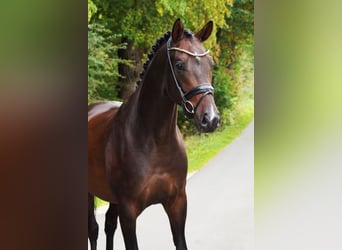 Oldenburger, Wallach, 6 Jahre, 168 cm, Rappe