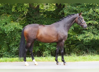 Oldenburger, Wallach, 6 Jahre, 168 cm, Rappe