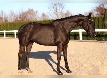 Oldenburger, Wallach, 6 Jahre, 168 cm, Rappe