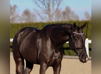 Oldenburger, Wallach, 6 Jahre, 168 cm, Rappe