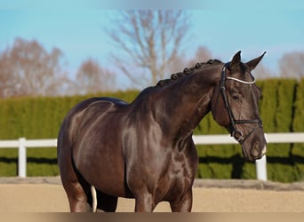 Oldenburger, Wallach, 6 Jahre, 168 cm, Rappe