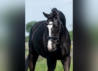 Oldenburger, Wallach, 6 Jahre, 168 cm, Rappe