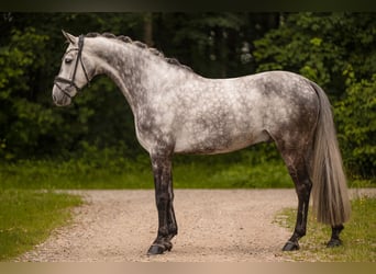 Oldenburger, Wallach, 6 Jahre, 168 cm, Schimmel