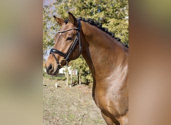 Oldenburger, Wallach, 6 Jahre, 169 cm, Brauner
