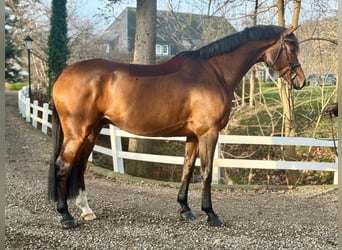 Oldenburger, Wallach, 6 Jahre, 169 cm, Brauner