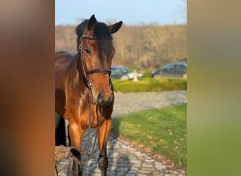Oldenburger, Wallach, 6 Jahre, 169 cm, Brauner