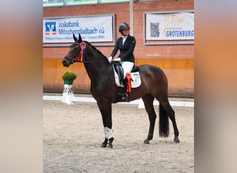 Oldenburger, Wallach, 6 Jahre, 169 cm, Schwarzbrauner