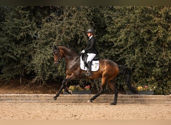 Oldenburger, Wallach, 6 Jahre, 169 cm, Schwarzbrauner