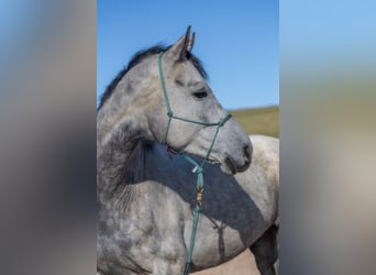 Oldenburger, Wallach, 6 Jahre, 170 cm, Apfelschimmel