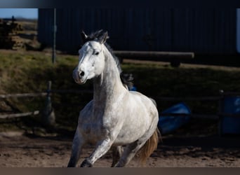 Oldenburger, Wallach, 6 Jahre, 170 cm, Apfelschimmel