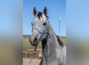 Oldenburger, Wallach, 6 Jahre, 170 cm, Apfelschimmel