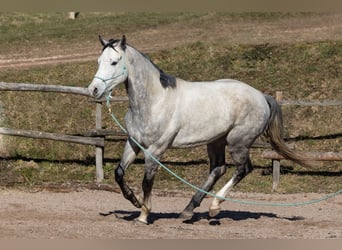 Oldenburger, Wallach, 6 Jahre, 170 cm, Apfelschimmel