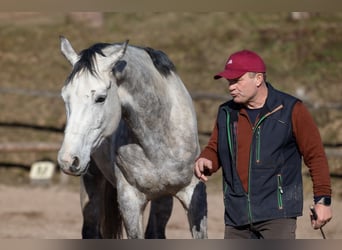 Oldenburger, Wallach, 6 Jahre, 170 cm, Apfelschimmel