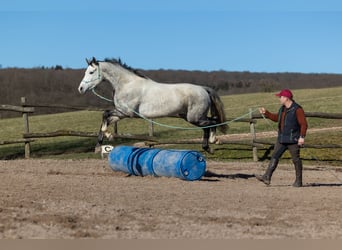 Oldenburger, Wallach, 6 Jahre, 170 cm, Apfelschimmel