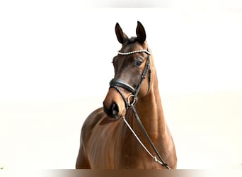 Oldenburger, Wallach, 6 Jahre, 170 cm, Brauner