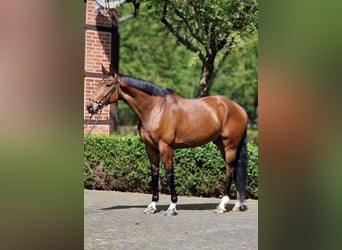 Oldenburger, Wallach, 6 Jahre, 170 cm, Brauner