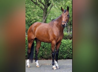 Oldenburger, Wallach, 6 Jahre, 170 cm, Brauner