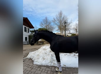 Oldenburger, Wallach, 6 Jahre, 170 cm