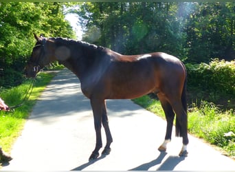 Oldenburger, Wallach, 6 Jahre, 170 cm, Dunkelbrauner