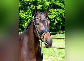 Oldenburger, Wallach, 6 Jahre, 170 cm, Dunkelbrauner