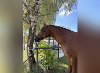 Oldenburger, Wallach, 6 Jahre, 170 cm, Dunkelfuchs