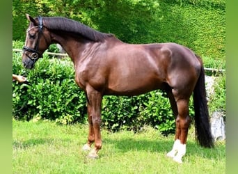 Oldenburger, Wallach, 6 Jahre, 170 cm, Dunkelfuchs