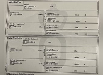 Oldenburger, Wallach, 6 Jahre, 170 cm, Dunkelfuchs