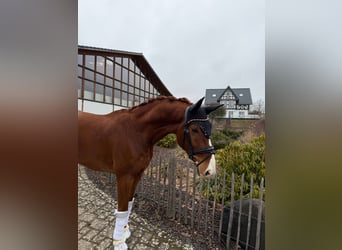 Oldenburger, Wallach, 6 Jahre, 170 cm, Fuchs