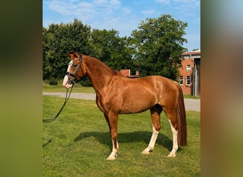 Oldenburger, Wallach, 6 Jahre, 170 cm, Fuchs