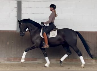 Oldenburger, Wallach, 6 Jahre, 170 cm, Rappe