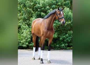 Oldenburger, Wallach, 6 Jahre, 170 cm, Rappe