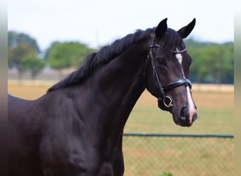 Oldenburger, Wallach, 6 Jahre, 170 cm, Rappe