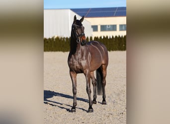 Oldenburger, Wallach, 6 Jahre, 170 cm, Schwarzbrauner