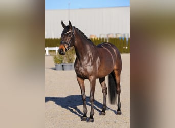 Oldenburger, Wallach, 6 Jahre, 170 cm, Schwarzbrauner