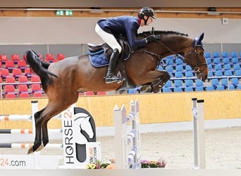 Oldenburger, Wallach, 6 Jahre, 171 cm, Brauner