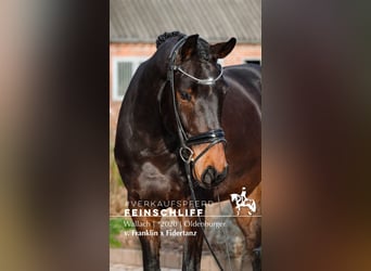 Oldenburger, Wallach, 6 Jahre, 171 cm, Dunkelbrauner