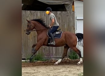 Oldenburger, Wallach, 6 Jahre, 171 cm, Dunkelbrauner