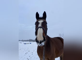 Oldenburger, Wallach, 6 Jahre, 171 cm, Dunkelbrauner