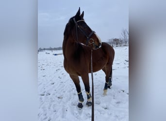 Oldenburger, Wallach, 6 Jahre, 171 cm, Dunkelbrauner