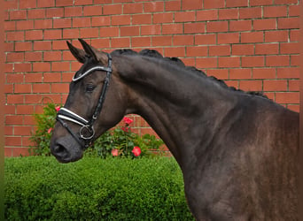 Oldenburger, Wallach, 6 Jahre, 172 cm, Dunkelbrauner