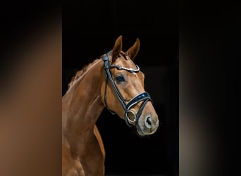 Oldenburger, Wallach, 6 Jahre, 172 cm, Fuchs