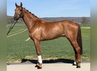 Oldenburger, Wallach, 6 Jahre, 172 cm, Fuchs