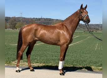 Oldenburger, Wallach, 6 Jahre, 172 cm, Fuchs