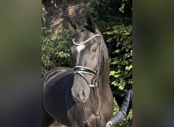 Oldenburger, Wallach, 6 Jahre, 172 cm, Rappe