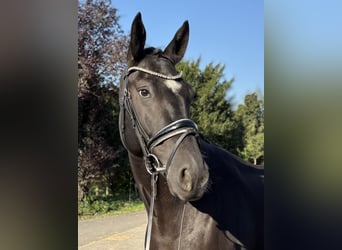 Oldenburger, Wallach, 6 Jahre, 172 cm, Rappe