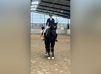 Oldenburger, Wallach, 6 Jahre, 172 cm, Rappe