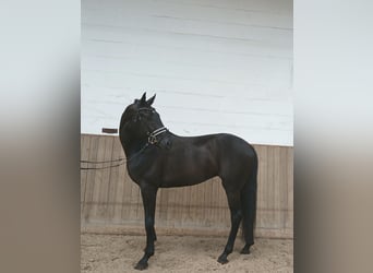 Oldenburger, Wallach, 6 Jahre, 172 cm, Rappe